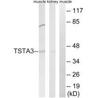 TSTA3 Antibody