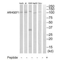 ARHGEF1 Antibody