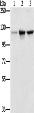 NAT10 Antibody