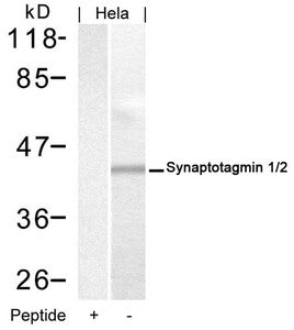 SYT1/SYT2 (Ab-202/199) Antibody