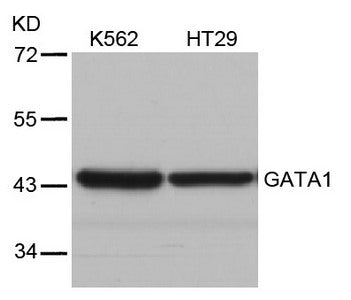 GATA1 (Ab-310) Antibody