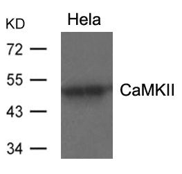 CAMK2A (Ab-286) Antibody