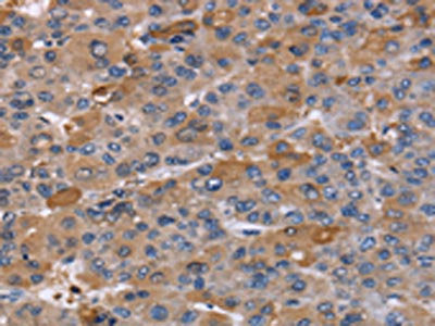 NCF2 Antibody