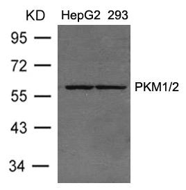 PKM Antibody