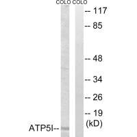 ATP5I Antibody