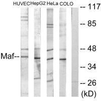 MAF Antibody