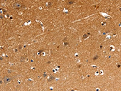GNAZ Antibody