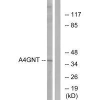 A4GNT Antibody