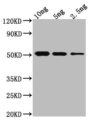 BRO1 Antibody