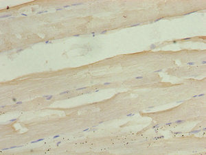 PID1 Antibody