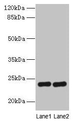 RD3 Antibody