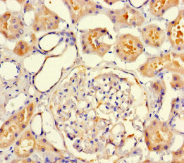 VMO1 Antibody