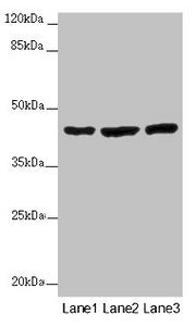 MTERF4 Antibody