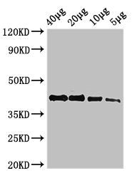 actba Antibody