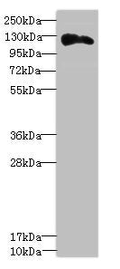 ANLN Antibody