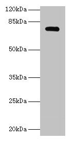 MON1A Antibody
