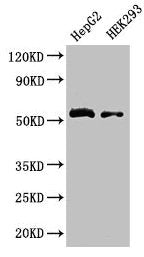 LDHD Antibody