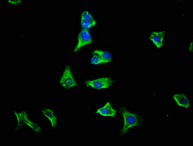 GPSM1 Antibody