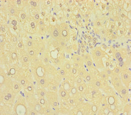 SAMD7 Antibody