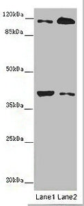 MILR1 Antibody