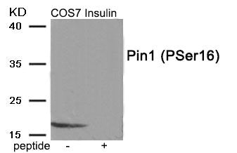 Phospho-PIN1 (Ser16) Antibody