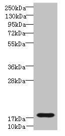 TRAPPC6B Antibody