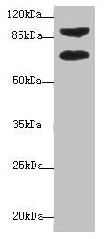 DTX2 Antibody