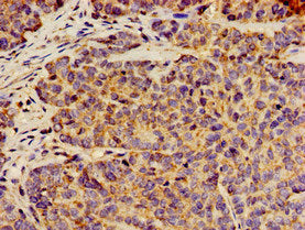 ANO1 Antibody
