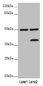 PLIN5 Antibody