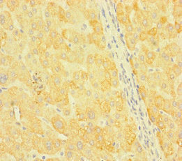 SNX14 Antibody