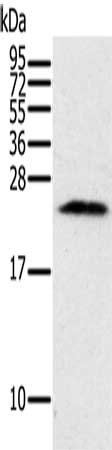 PIN1 Antibody