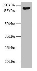 TMTC1 Antibody