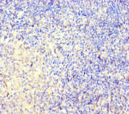 CNGA4 Antibody