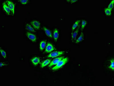 ADGRA3 Antibody