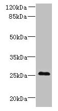 C11orf53 Antibody