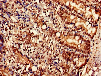 SLC35F2 Antibody