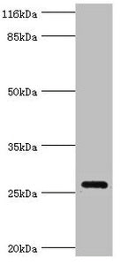 OFCC1 Antibody