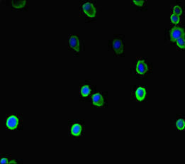 COMMD10 Antibody