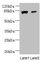 WDR49 Antibody