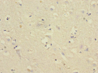 CNTN4 Antibody