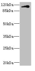 CNTN4 Antibody