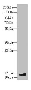IFT20 Antibody