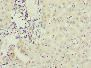 IFT20 Antibody
