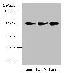 NIM1K Antibody
