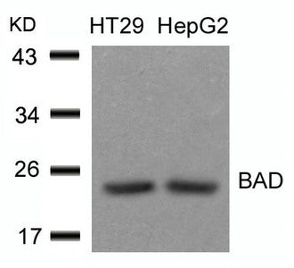 Bad (Ab-136) Antibody
