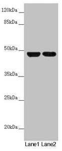 RNF135 Antibody