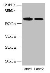 EGFL6 Antibody