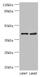 NUDCD3 Antibody