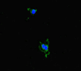 ALDH16A1 Antibody