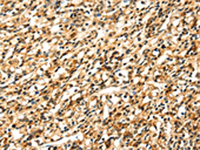 SIGLEC12 Antibody